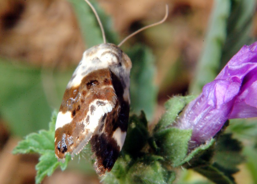 Farfalla della malva e coccinelle al 